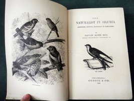 1890 antique NATURALIST IN SILURIA birds illustrated capt mayne reid  - £99.90 GBP