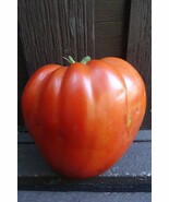 Pomodoro Cuore Antico - monster sauce tomato from the Piedmont - €5,15 EUR