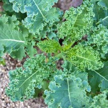 White Russian Kale Garden Seeds Vegetable Seeds Garden Seeds New Fresh Seeds - $17.00