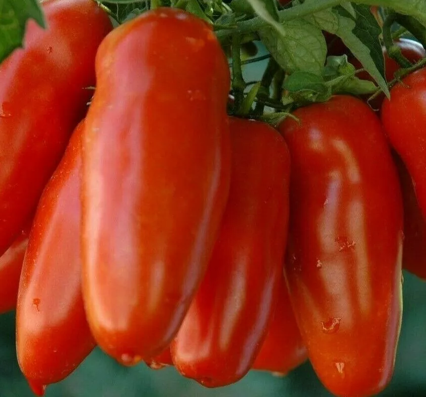 HGBO 100 San Marzano Tomato Seeds Garden Vegetables Sauce Salad  Bulk Seeds - $8.75
