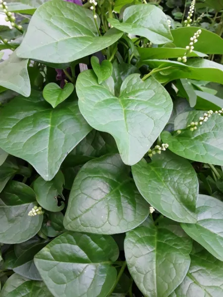 90 Organic Green Stem Malabar Spinach Fresh Seeds - $13.99