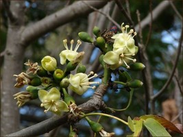 Silk Cotton Tree {Ceiba pentandra} Pre-Stratified 20 seeds ! - $7.85