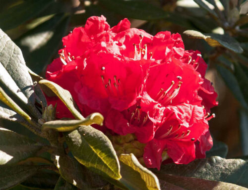 Primary image for 1000 Seeds Rhododendron Arboreum Burans Gurans