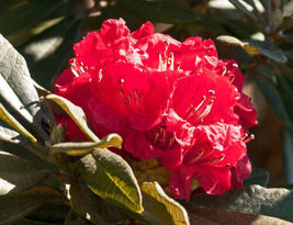 1000 Seeds Rhododendron Arboreum Burans Gurans - £15.76 GBP