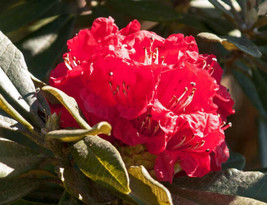 1000 Seeds Rhododendron Arboreum Burans Gurans - £15.38 GBP