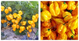 150 Seeds Yellow Devil Pepper &amp; Chilli Seeds - £29.08 GBP