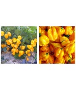 150 Seeds Yellow Devil Pepper &amp; Chilli Seeds - £29.08 GBP