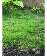 Mondo Grass 50+ Plants Groundcover Nana Dwarf Monkey Lilyturf Bare Root Organic - $18.86