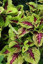 Fresh 50+ Coleus Wizard Mosaic Flower Seeds Annual - $6.90