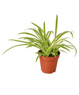 Reverse Spider Plant in 4-inch Nursery Pot, Airplane or Spider Plant, Spider Ivy - $22.41