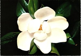 The Magnolia Mississippi State Flower Postcard PC205 - £3.77 GBP