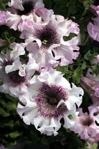 Petunia Superbissima Giant Alba, 50 Seeds R - £12.28 GBP