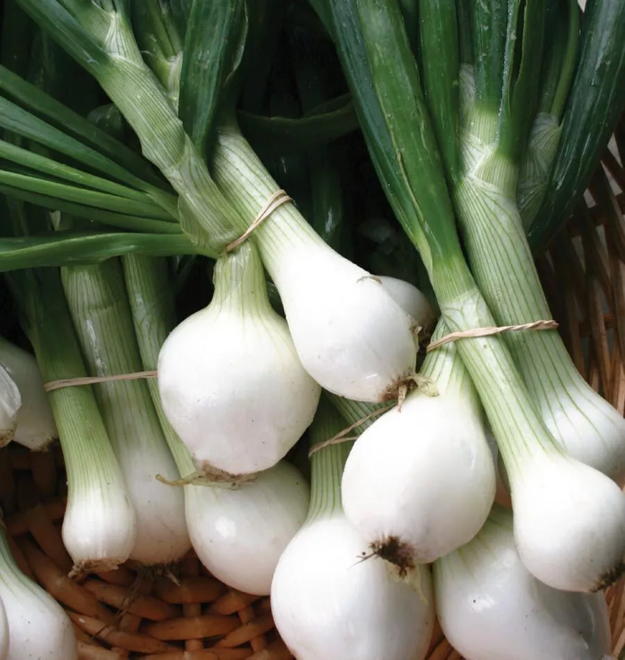 Crystal White Wax Onion Non Gmo 250 Seeds - $9.60