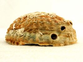 Item image 10