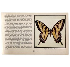 Tiger Swallow Tail Butterfly 1934 Butterflies Of America Insect Art PCBG14B - $24.99