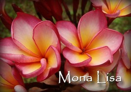Mona Lisa Thailand Plumeria Frangipani 2 tip cutting Fragrant Rare Exotic - $17.95