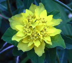 Cushion Spurge Flower, 15 Seeds D - £11.31 GBP