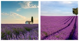 French Provence Lavender Bonsai Purple Flower 200PCS Seeds International Ship - £15.89 GBP