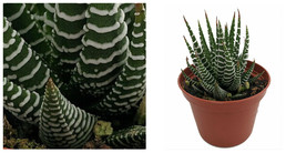 Zebra Plant - Haworthia fasciata - Easy grow/Hard to kill Succulent- 2&quot; Pot - C2 - £34.56 GBP