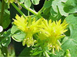 Canary Creeper Nasturtium Vine Yellow Bird Flower 10 Seeds - $9.99