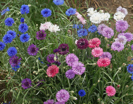 G_S Dwarf Polka Dot Mix Bachelor&#39;s Button Seeds - £6.48 GBP