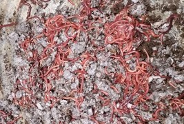 Red Wiggler Worms (Composting Worms) 250 - 2000 count - £27.93 GBP+