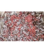 Red Wiggler Worms (Composting Worms) 250 - 2000 count - £27.48 GBP+