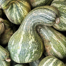 Exotic 45 CUSHAW GREEN STRIPED PUMPKIN SEEDS FRESH FOR GARDENS - £3.07 GBP