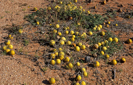 Colocynth Bitter Apple 15- 300 SEEDS Citrullus Bitter Cucumber Vine of Sodom Oil - £1.57 GBP+