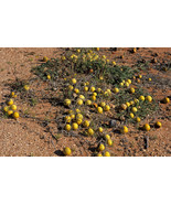 Colocynth Bitter Apple 15- 300 SEEDS Citrullus Bitter Cucumber Vine of S... - $1.97+