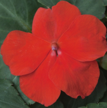 50 Pc Seeds Xtreme Scarlet Impatiens Flower, Impatiens Seeds for Planting | RK - £16.51 GBP