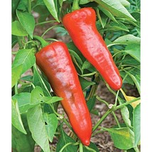 USA SELLER The Godfather Sweet Pepper Seeds Fast Shipping - £7.31 GBP