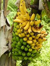 Dwarf Banana Tree (Musa x paradisiaca) Organic seeds  - £7.83 GBP