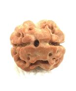 2 Mukhi Rudraksha / Two Face Rudraksh - Nepal Bead - Lab Certified - €273,37 EUR