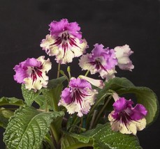 15 seeds Cape Primrose house plant  garden flowers From US - £7.91 GBP