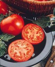 10 Seeds Husky Red Tomato Seed - £19.13 GBP