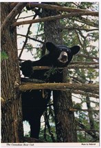 Canada Postcard Black Bear Cub In Tree Forest Playground - £1.75 GBP