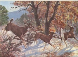 White Tailed Deer Tom Beecham Remington Wildlife Art Collection Print  - £24.41 GBP