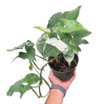 Syngonium Albo Plant, 6 Inch Pot, White Veins, Low Maintenance, Air Purifying - $1,707.72 MXN