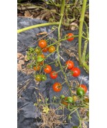 SEED-  SPOON Smallest Tomato Climber Very Prolific Unique Rare Mini Micr... - $4.04+