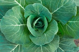 Fresh Collard Green Seeds For Planting - 100 Georgia Collard Seeds - Hi Yield An - £14.14 GBP