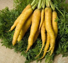 TeL Solar Yellow Carrot Seeds 400+ Daucus Carota Vegetable NON-GMO  - £5.41 GBP