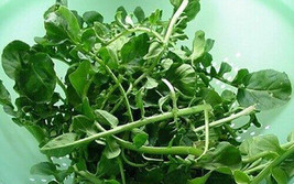 Grow In US 1000 Cress seeds Upland Cress seed Garden cress American cres... - $8.99