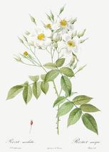 Musk Rose - Rosa Moschata - 1800&#39;s - Pierre Joseph Redoute - Botanical Magnet - £9.58 GBP