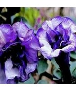SRN Double Purple Devil Trumpet 15 Seeds This Will Slow Down Traffic Garden - $11.15