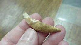 (ak-t**th-76) 1-1/2" Ancient Siberian dog canine t**th DIY wire for pendant - $28.99