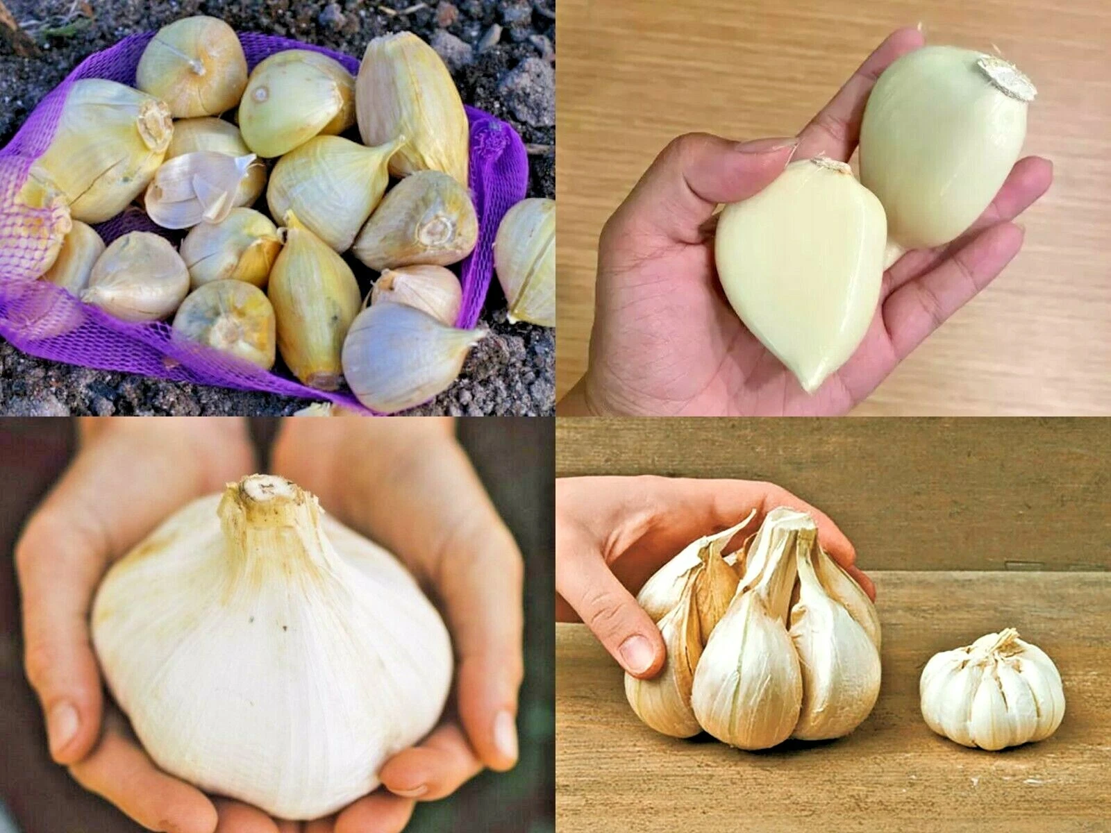 Garlic, Elephant Garlic cloves Fresh harvest healthy USA garlic cloves G... - €1,36 EUR