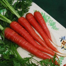 Carrot Seeds- Atomic Red- 200 Seeds Seeds Garden Usa Shipping - $10.78