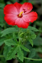 Abelmoschus Moschatus Mixed Colors Seeds USA Fast Shipping - $18.98