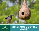 Birdhouse bottle gourd 1 thumb155 crop